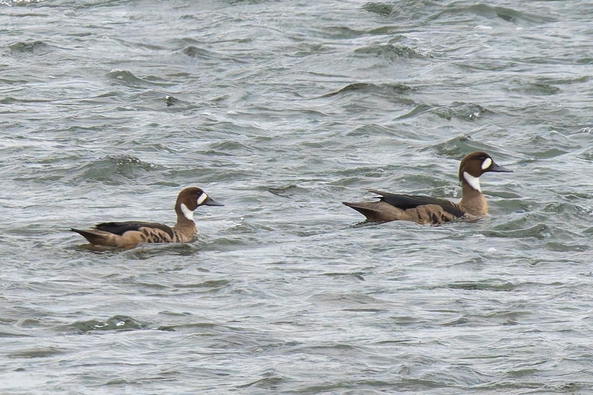 Spectacled Duck - ML640791934