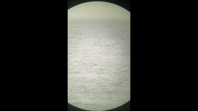 Cory's/Scopoli's/Great Shearwater - ML640791944