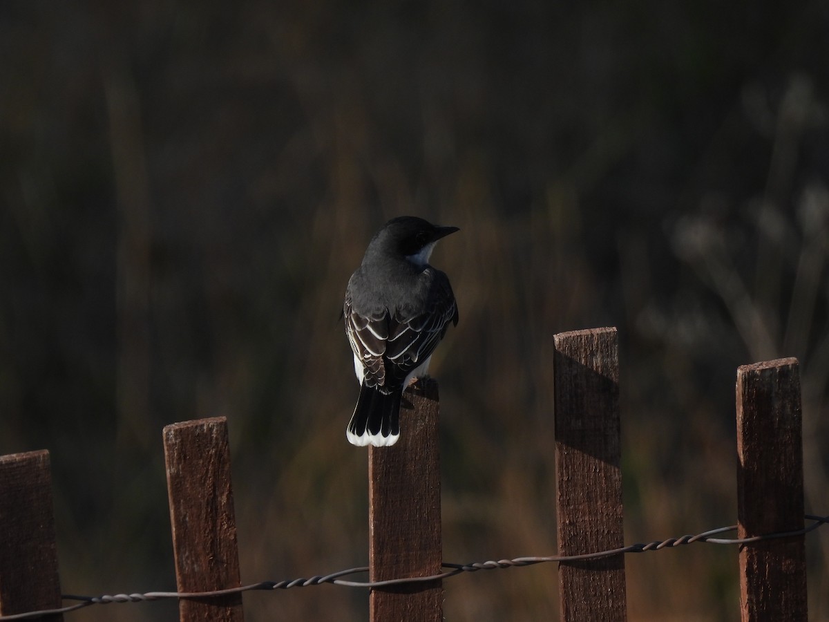 Eastern Kingbird - ML640791992