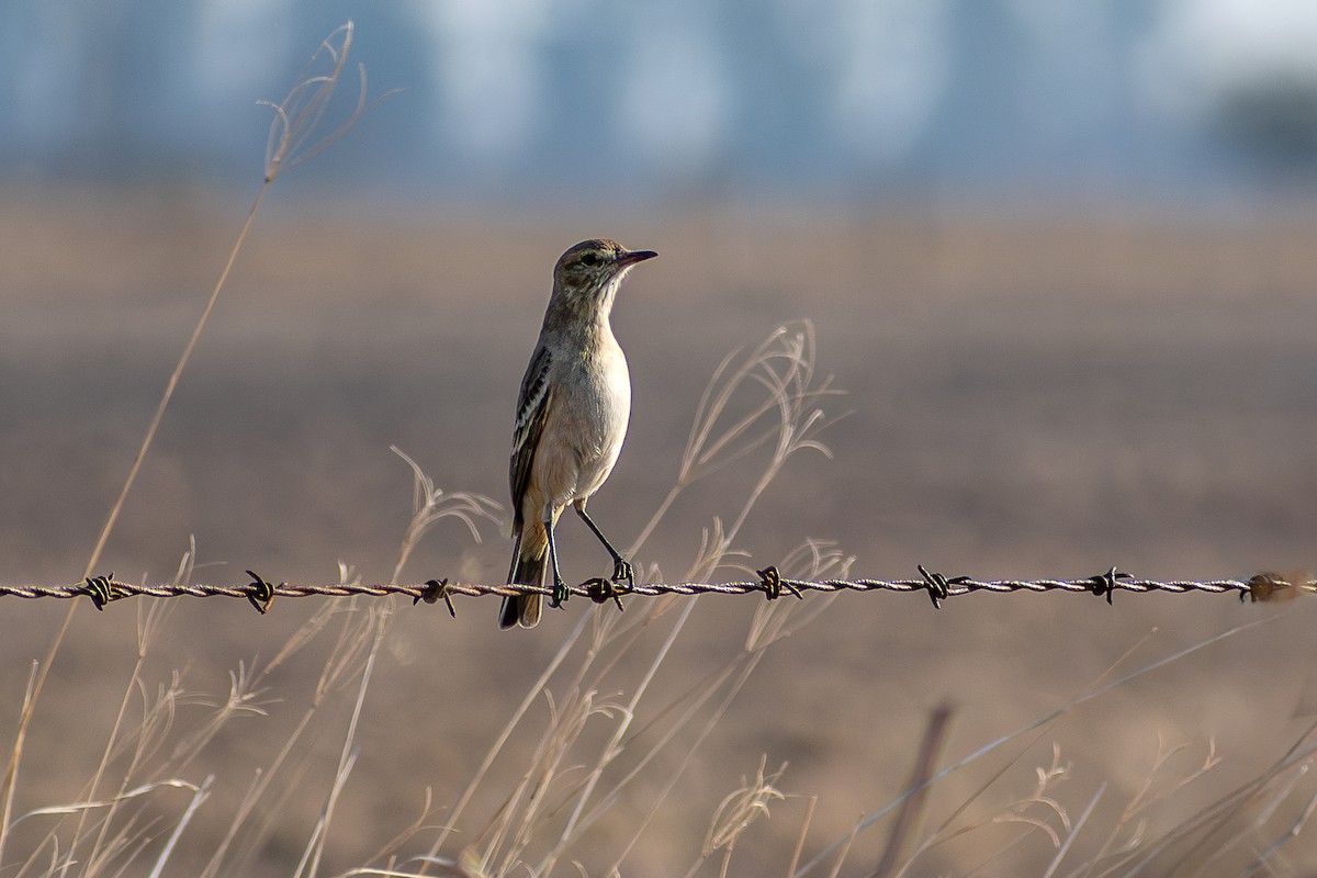 Lesser Shrike-Tyrant - ML640792030