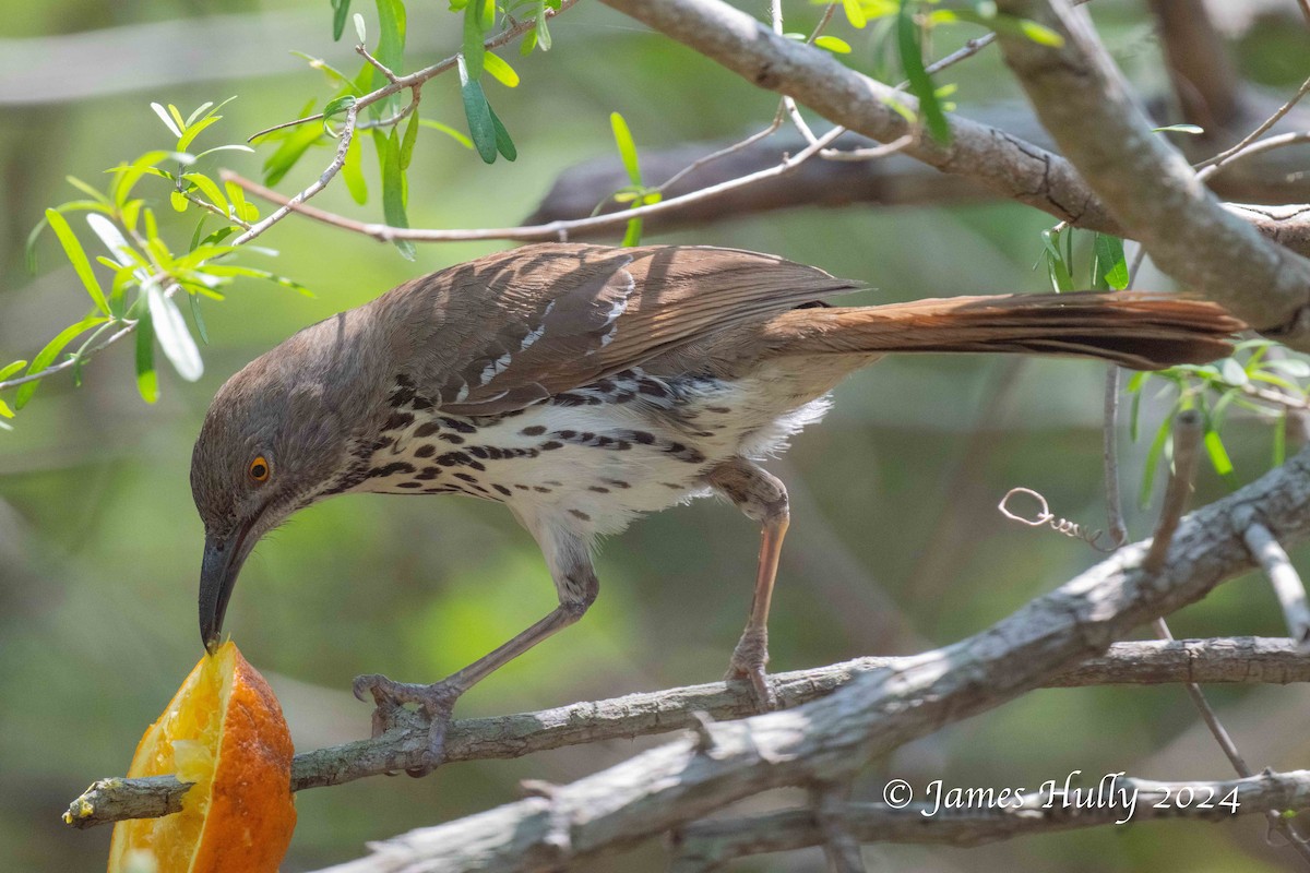 Long-billed Thrasher - ML640792038
