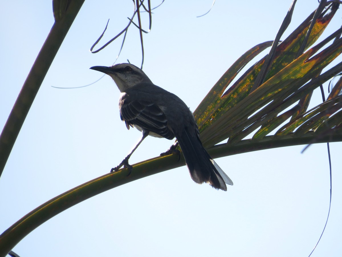 Tropical Mockingbird - ML640792053