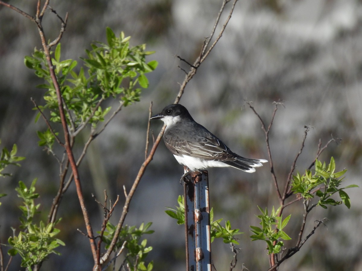 Eastern Kingbird - ML640792069