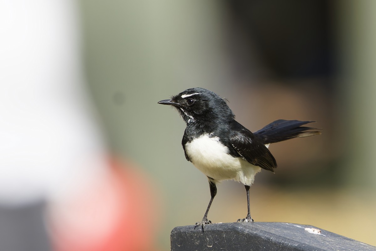 Willie-wagtail - ML640792076