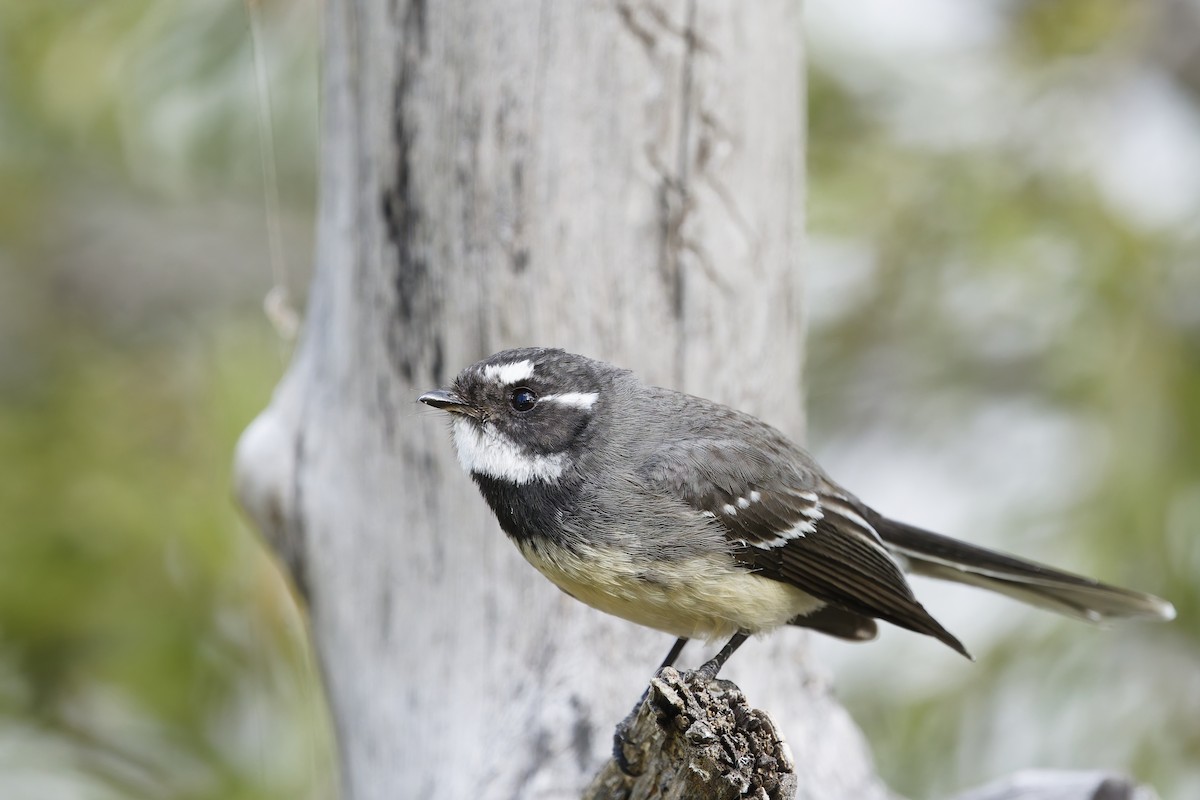 Gray Fantail - ML640792084