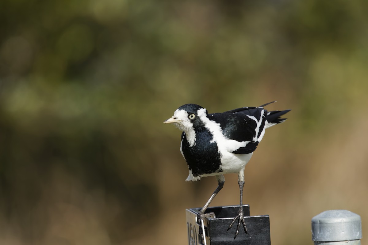 Magpie-lark - ML640792085