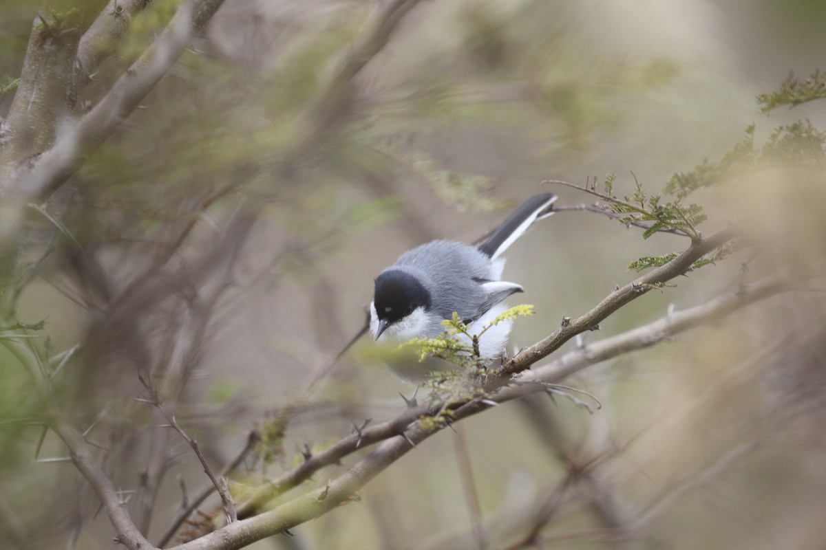 Marañon Gnatcatcher - ML640792087
