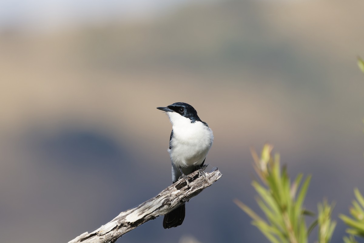 Restless Flycatcher - ML640792092