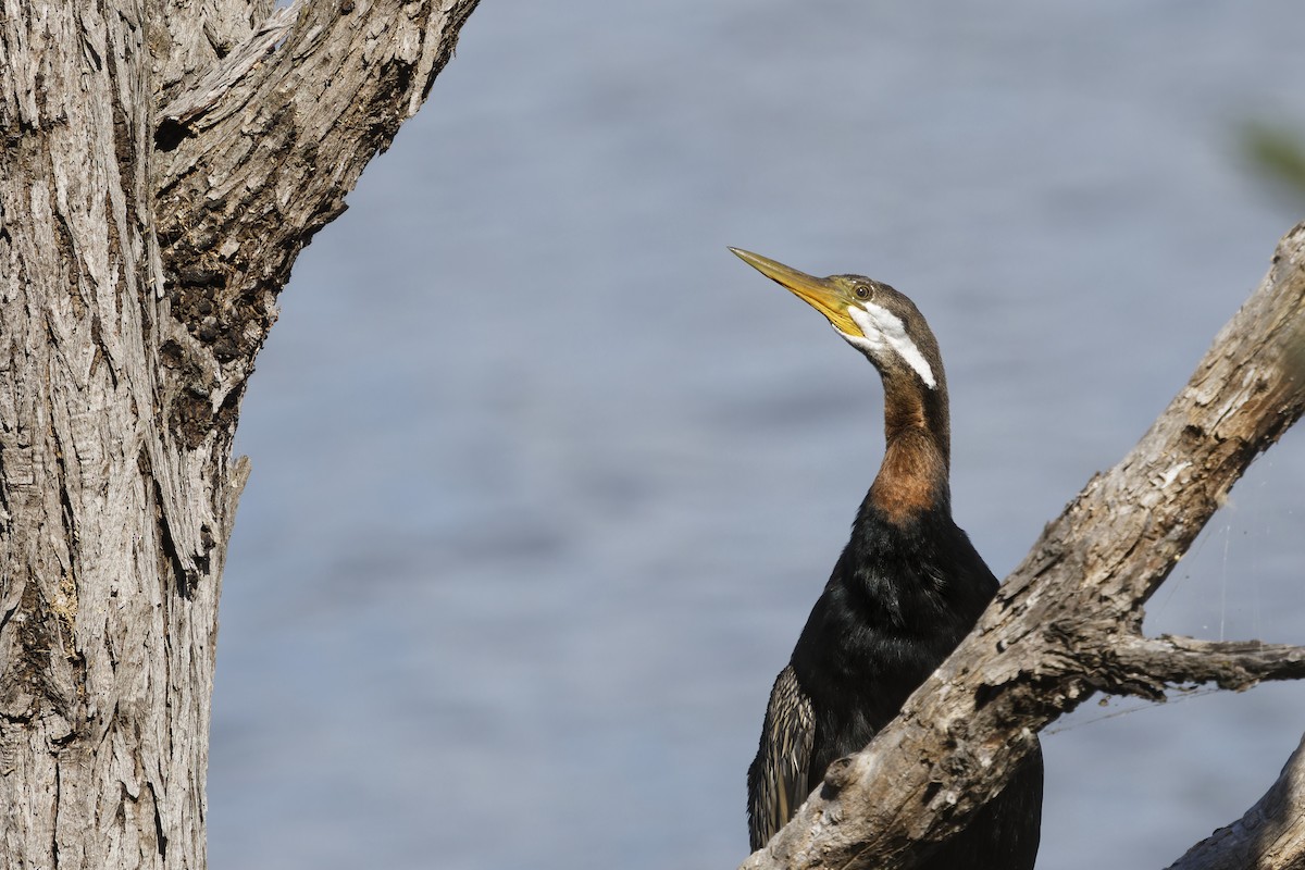 Australasian Darter - ML640792105