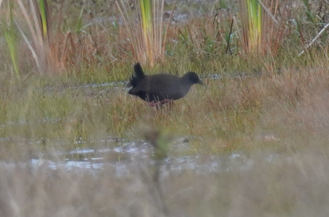 Blackish Rail - ML640792117