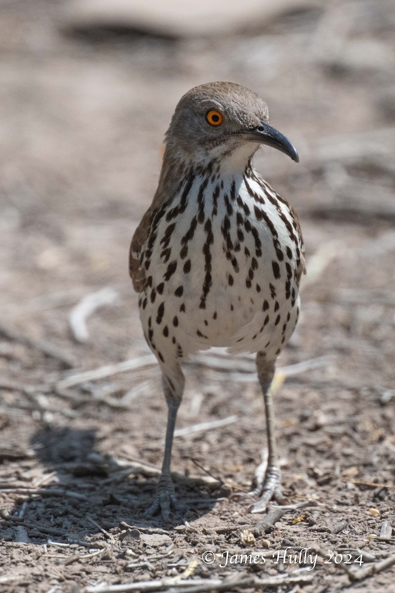 Long-billed Thrasher - ML640792118