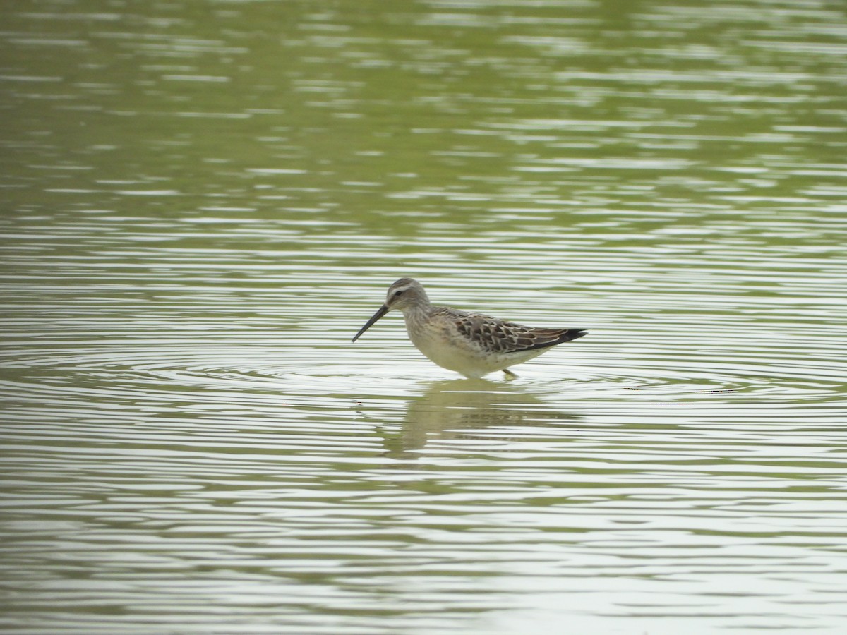 Stilt Sandpiper - ML640792120
