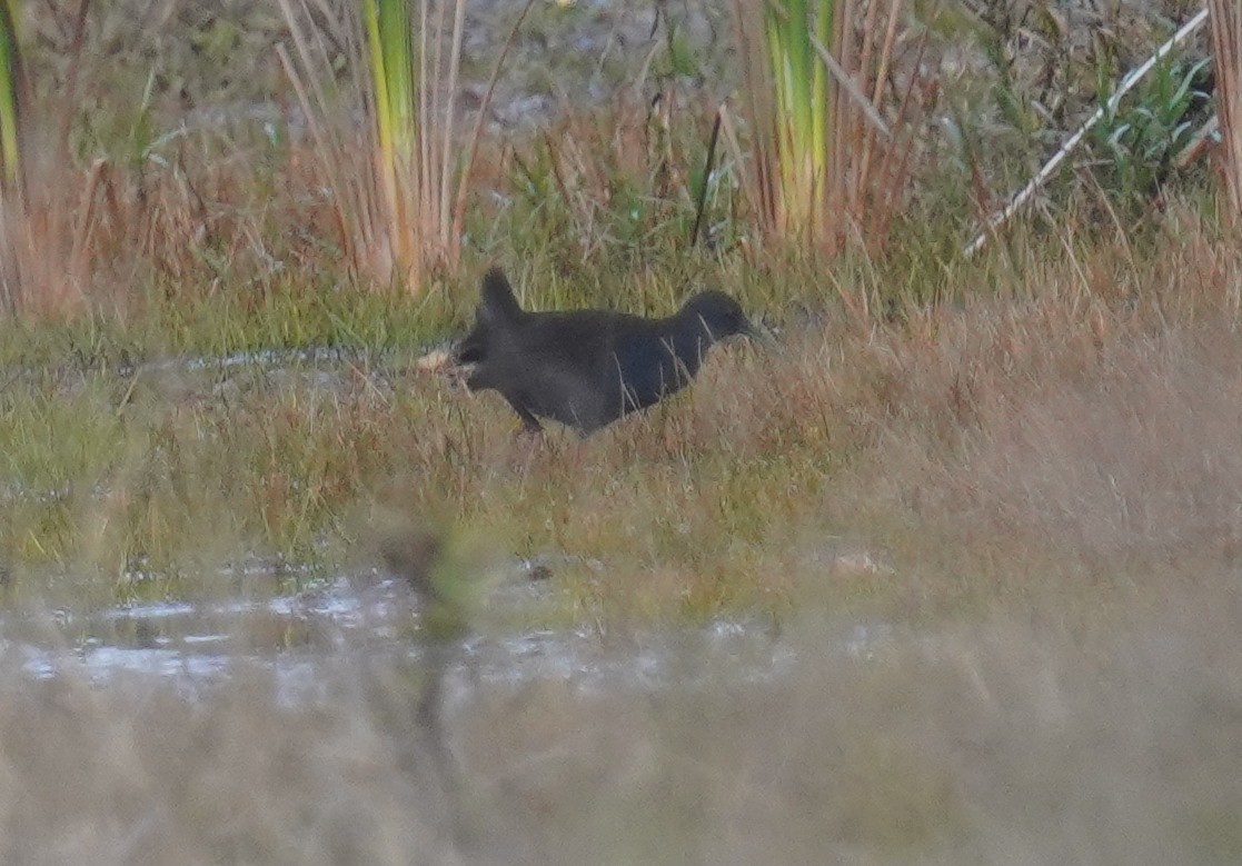 Blackish Rail - ML640792134