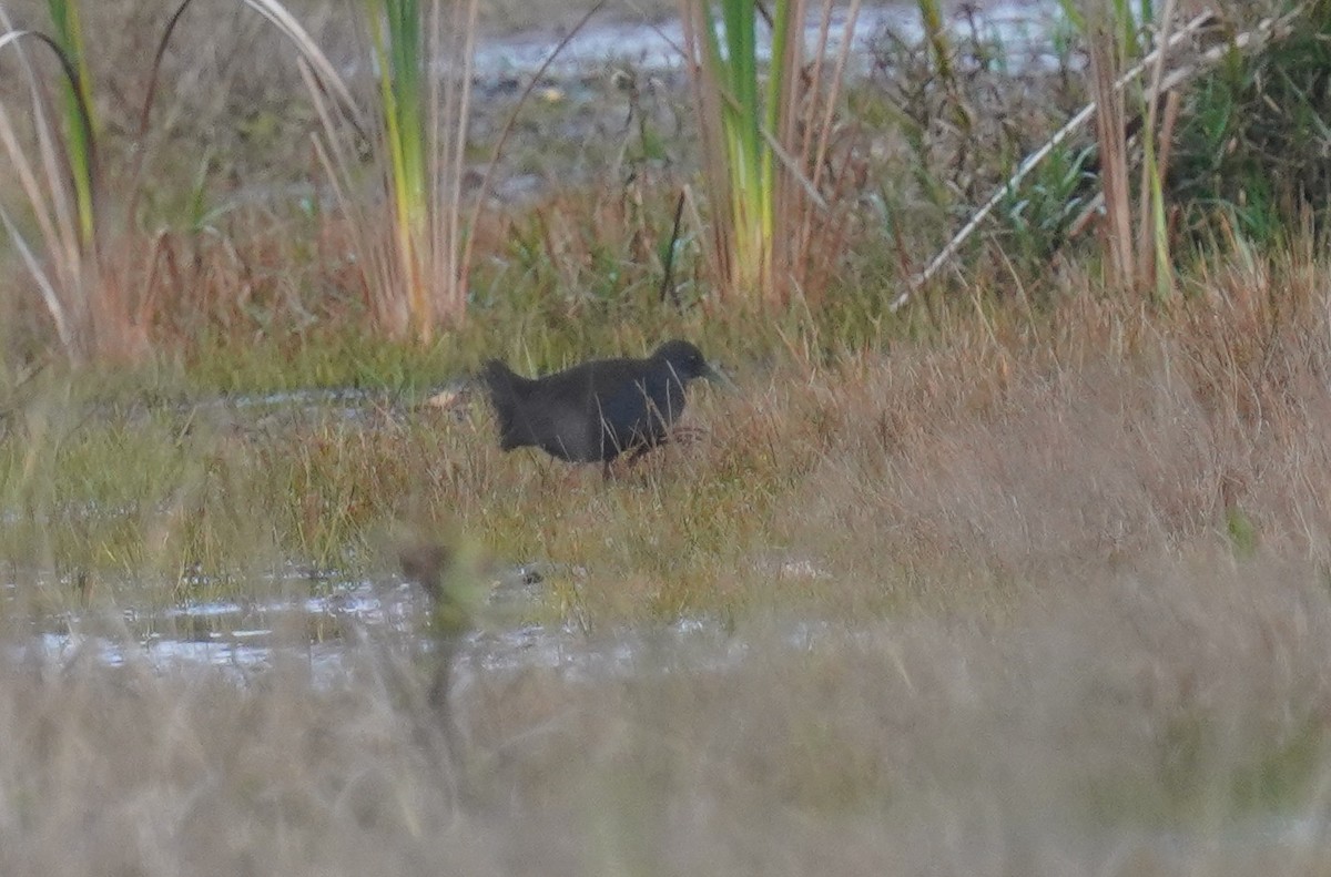 Blackish Rail - ML640792135