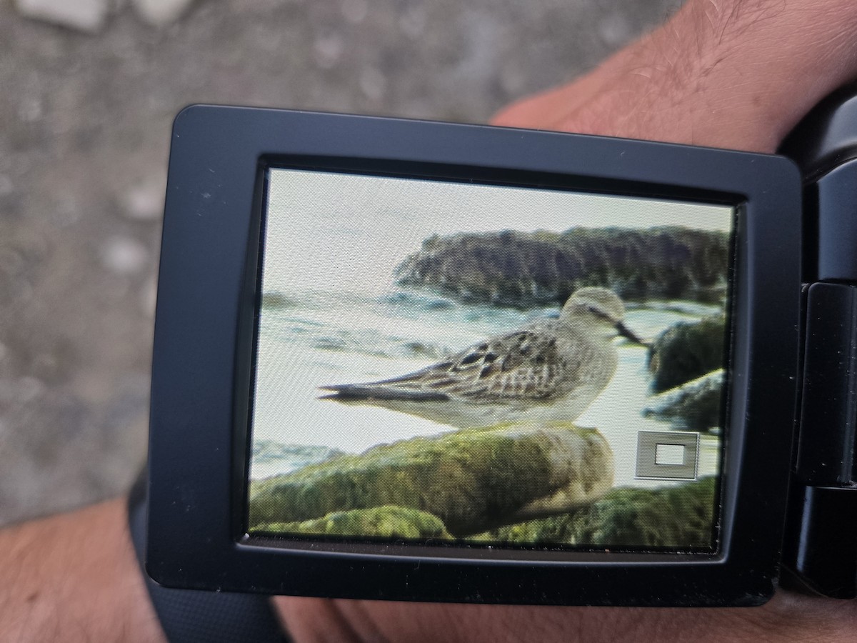 White-rumped Sandpiper - ML640792150