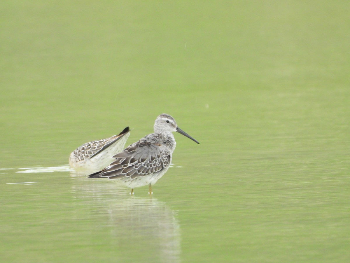 Stilt Sandpiper - ML640792163
