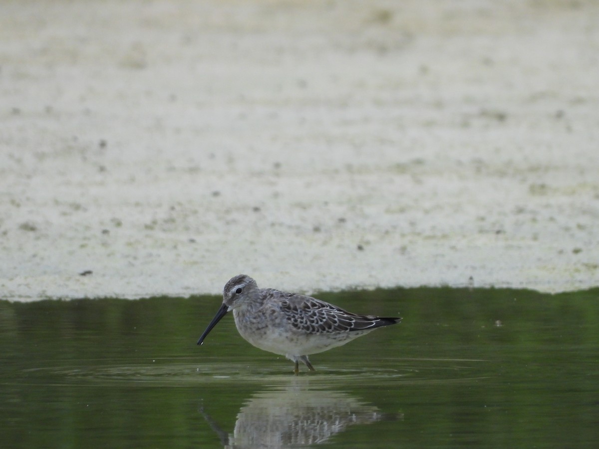 Stilt Sandpiper - ML640792166