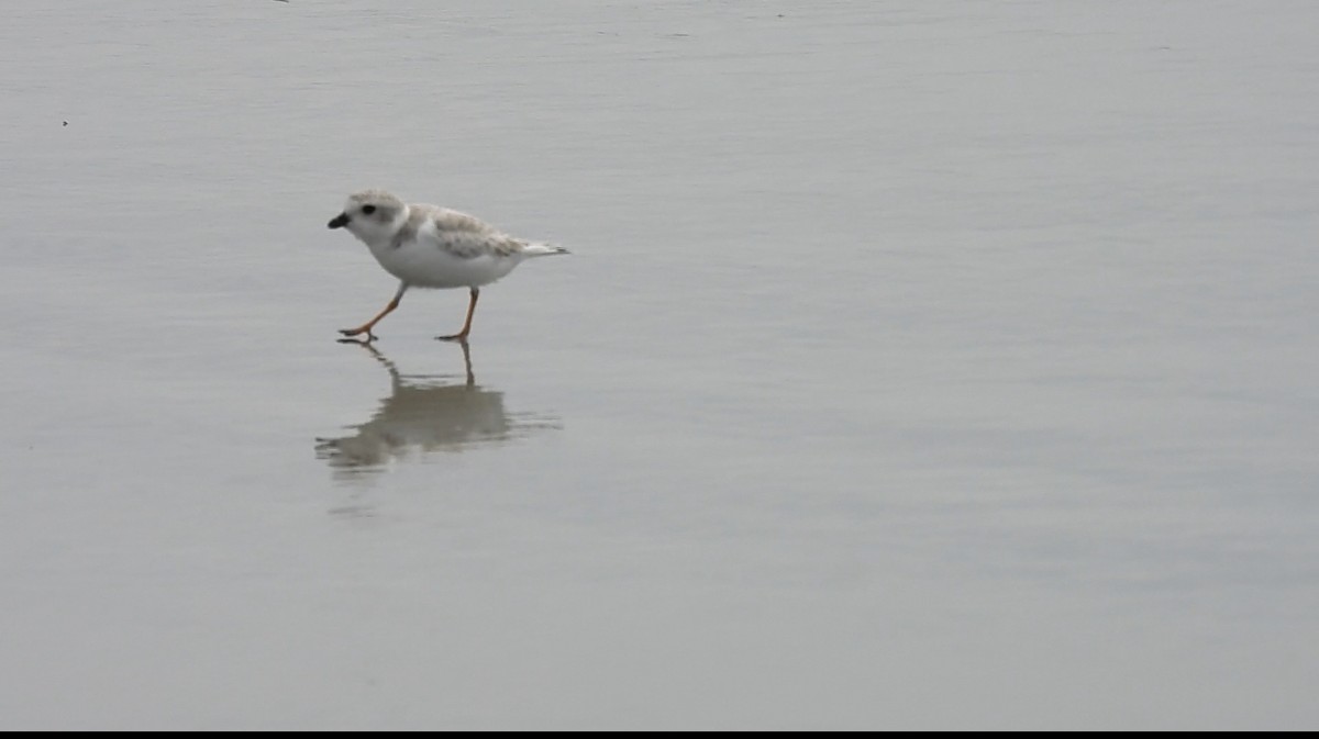 Piping Plover - ML640792171