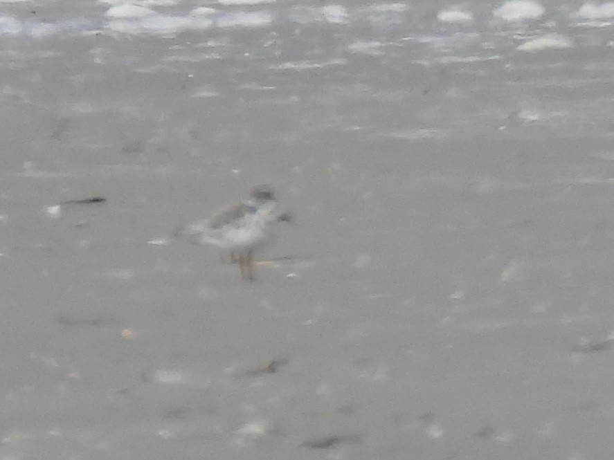 Piping Plover - ML640792172