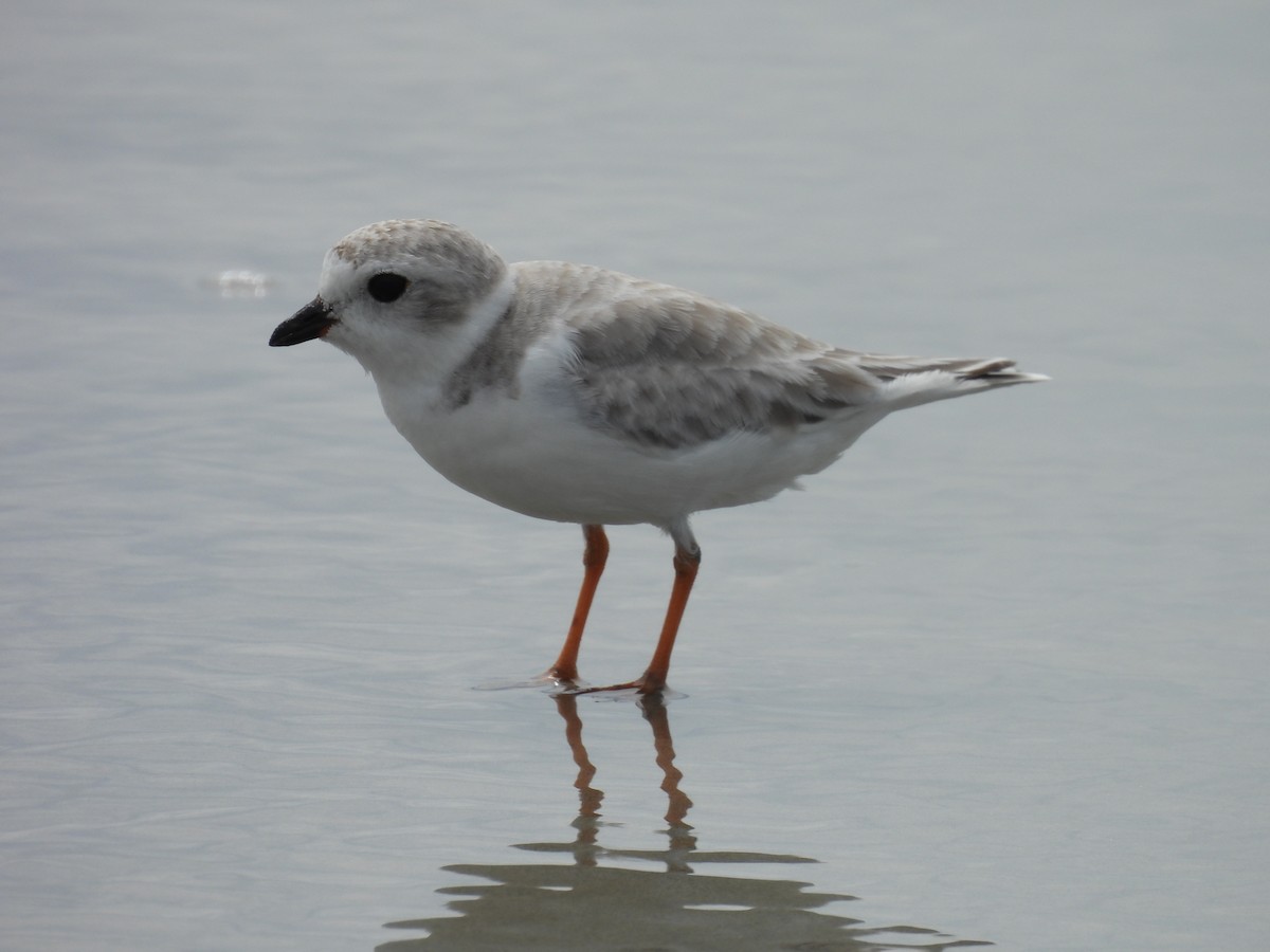 Piping Plover - ML640792174