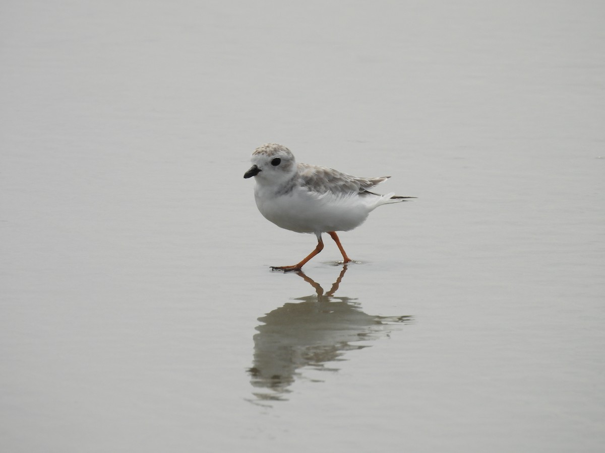 Piping Plover - ML640792176