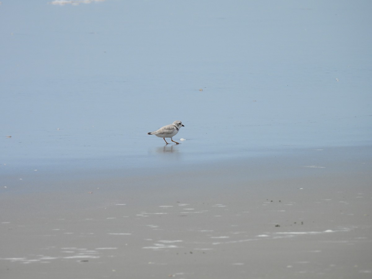 Piping Plover - ML640792177