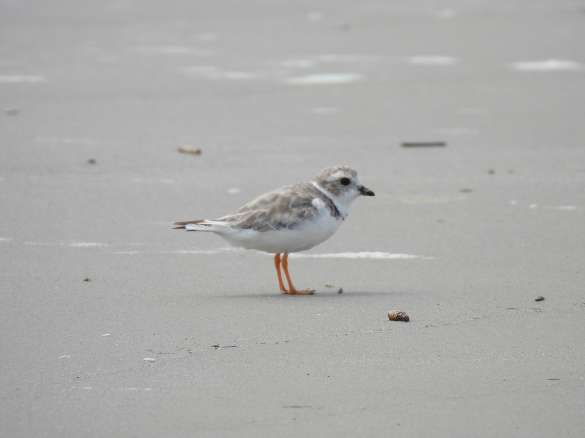 Piping Plover - ML640792178