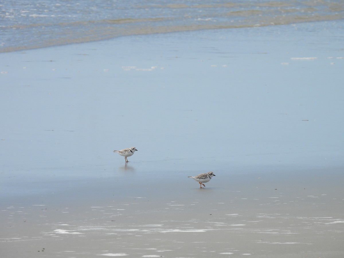 Piping Plover - ML640792180