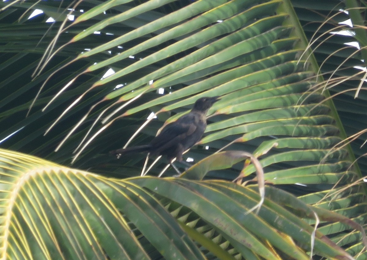 Carib Grackle - ML640792187