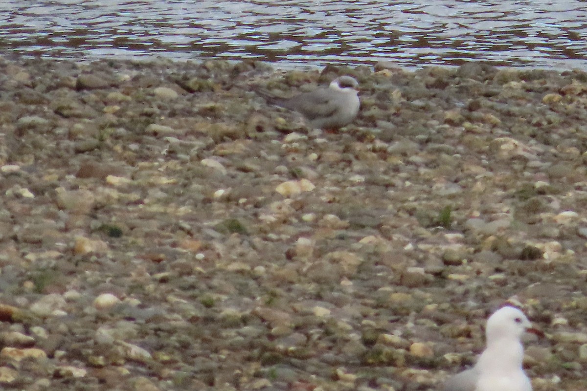 Black-fronted Tern - ML640792189