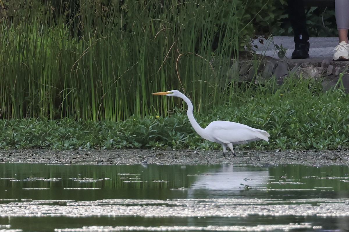 Great Egret - ML640792190
