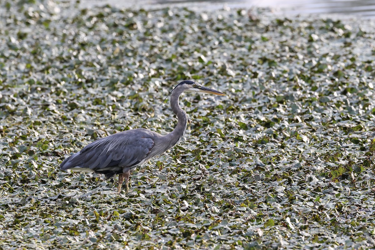 Great Blue Heron - ML640792205