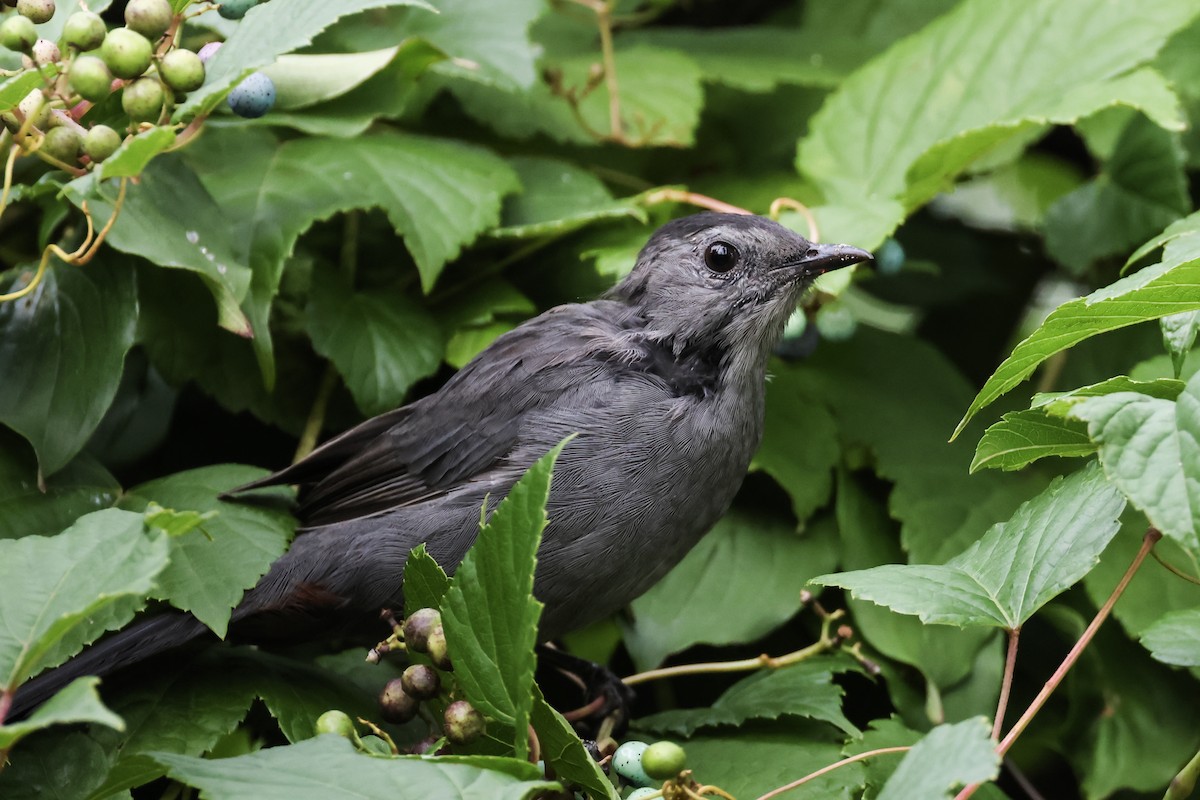 Gray Catbird - ML640792219