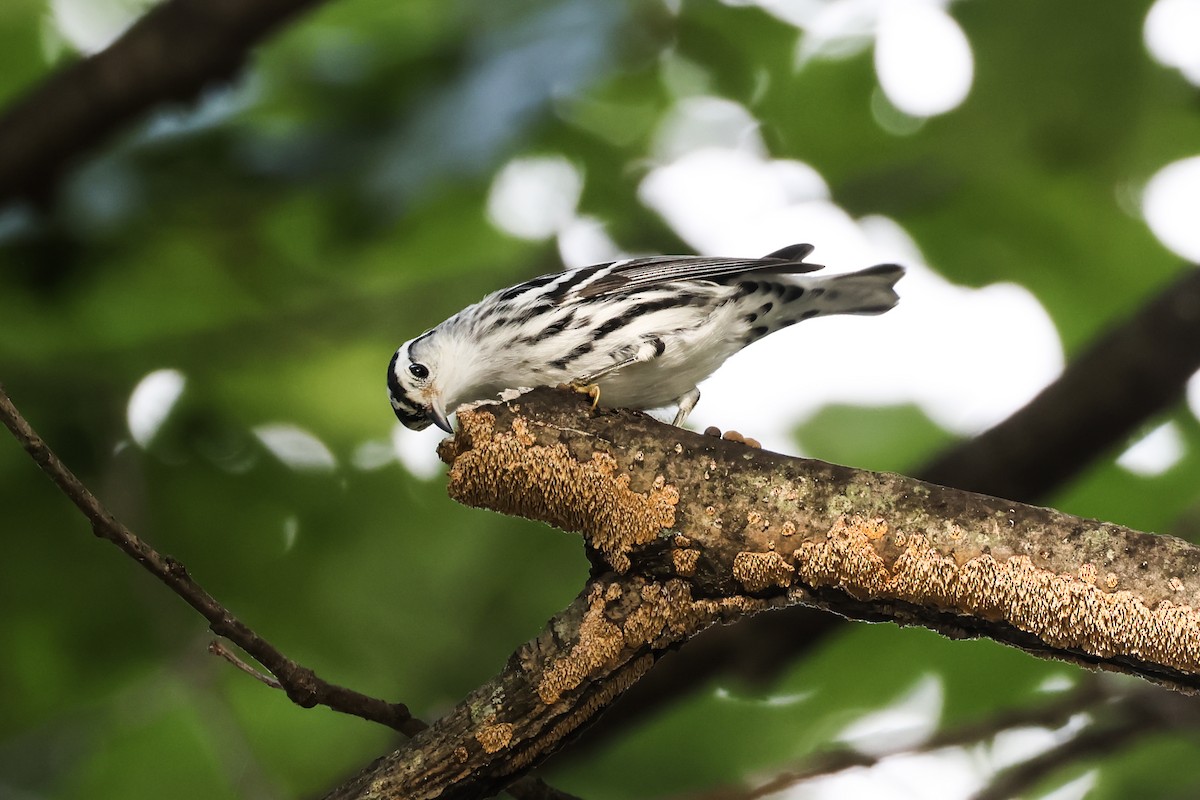 Black-and-white Warbler - ML640792237
