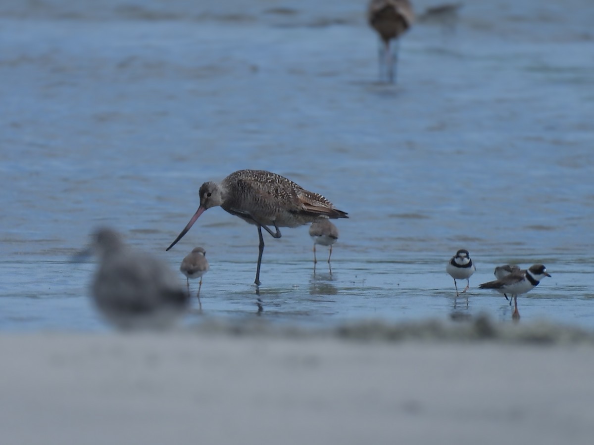 Marbled Godwit - ML640792259