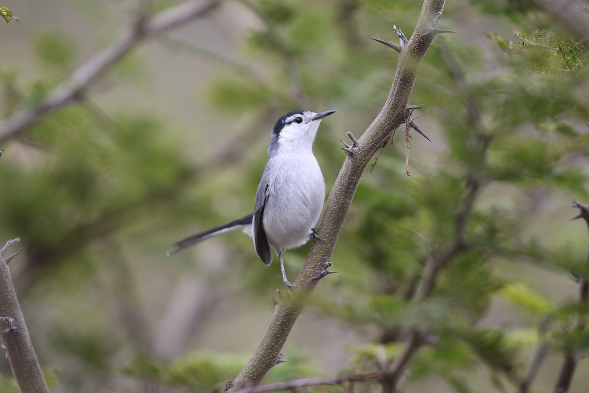 Marañon Gnatcatcher - ML640792260