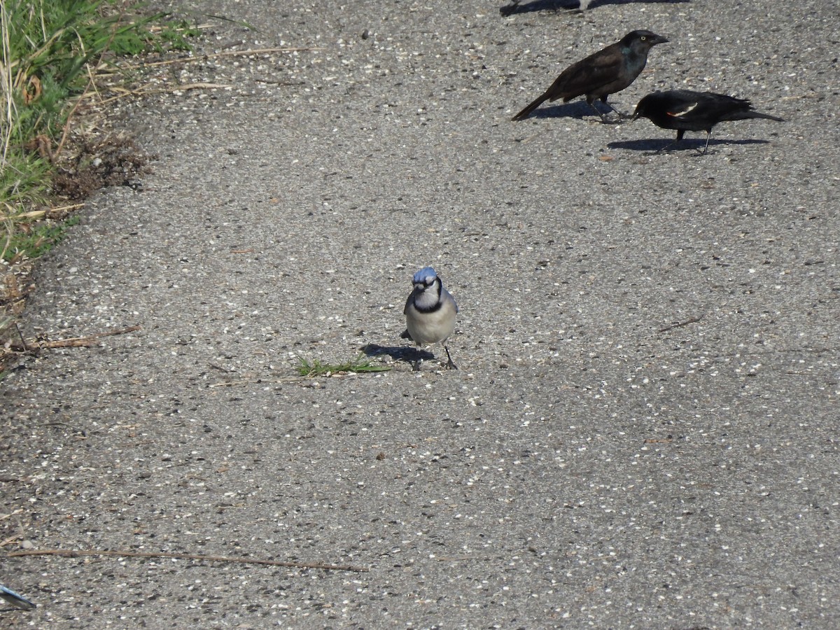 Blue Jay - ML640792261