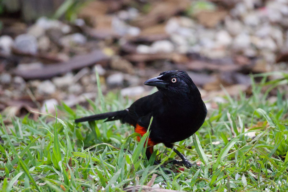 Red-bellied Grackle - ML640792262