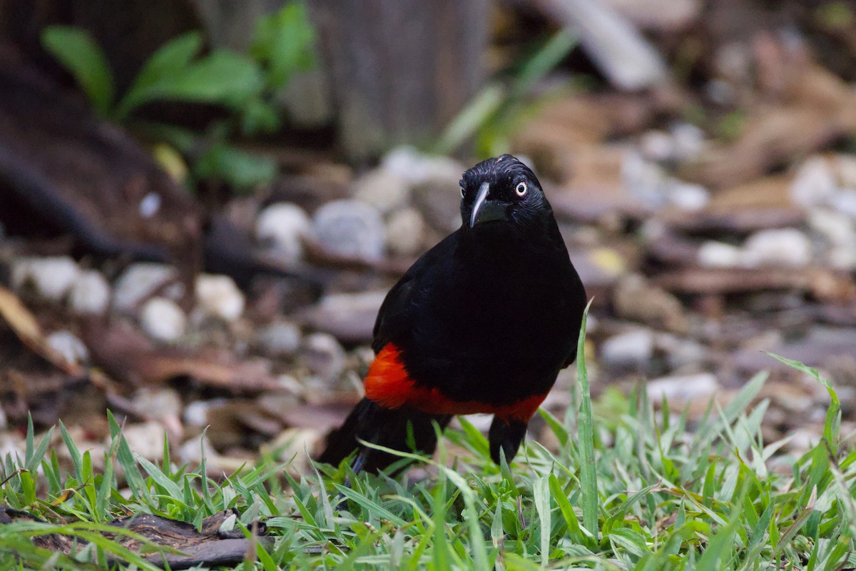 Red-bellied Grackle - ML640792283