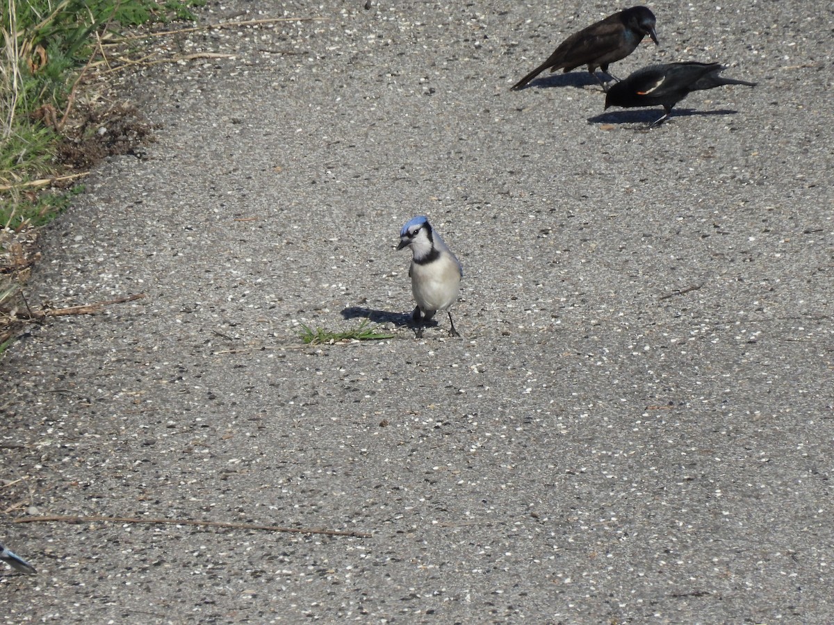 Blue Jay - ML640792290