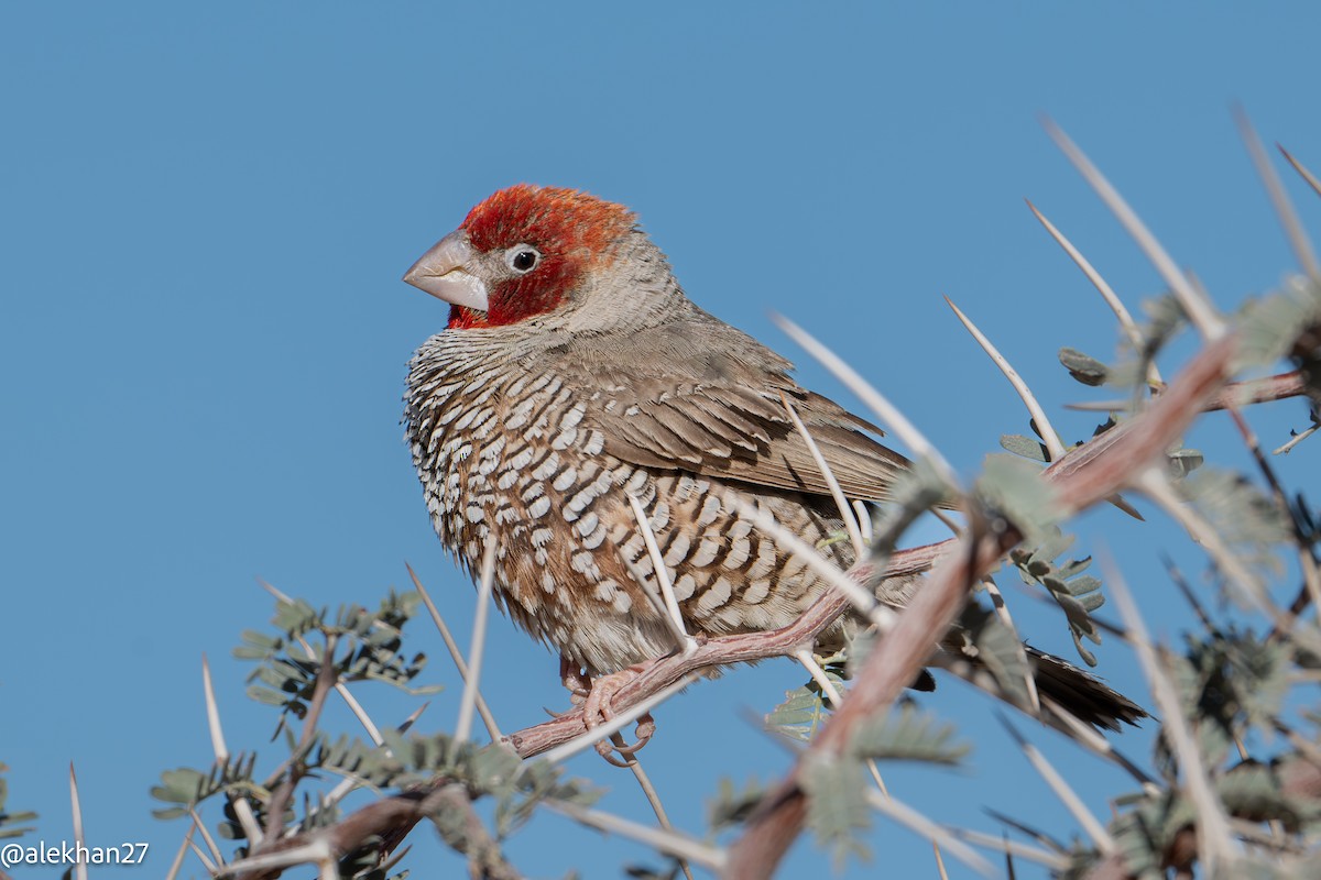 Red-headed Finch - ML640792293