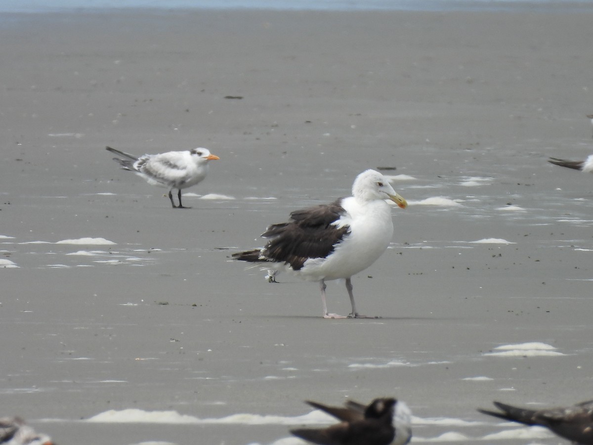 Great Black-backed Gull - ML640792299
