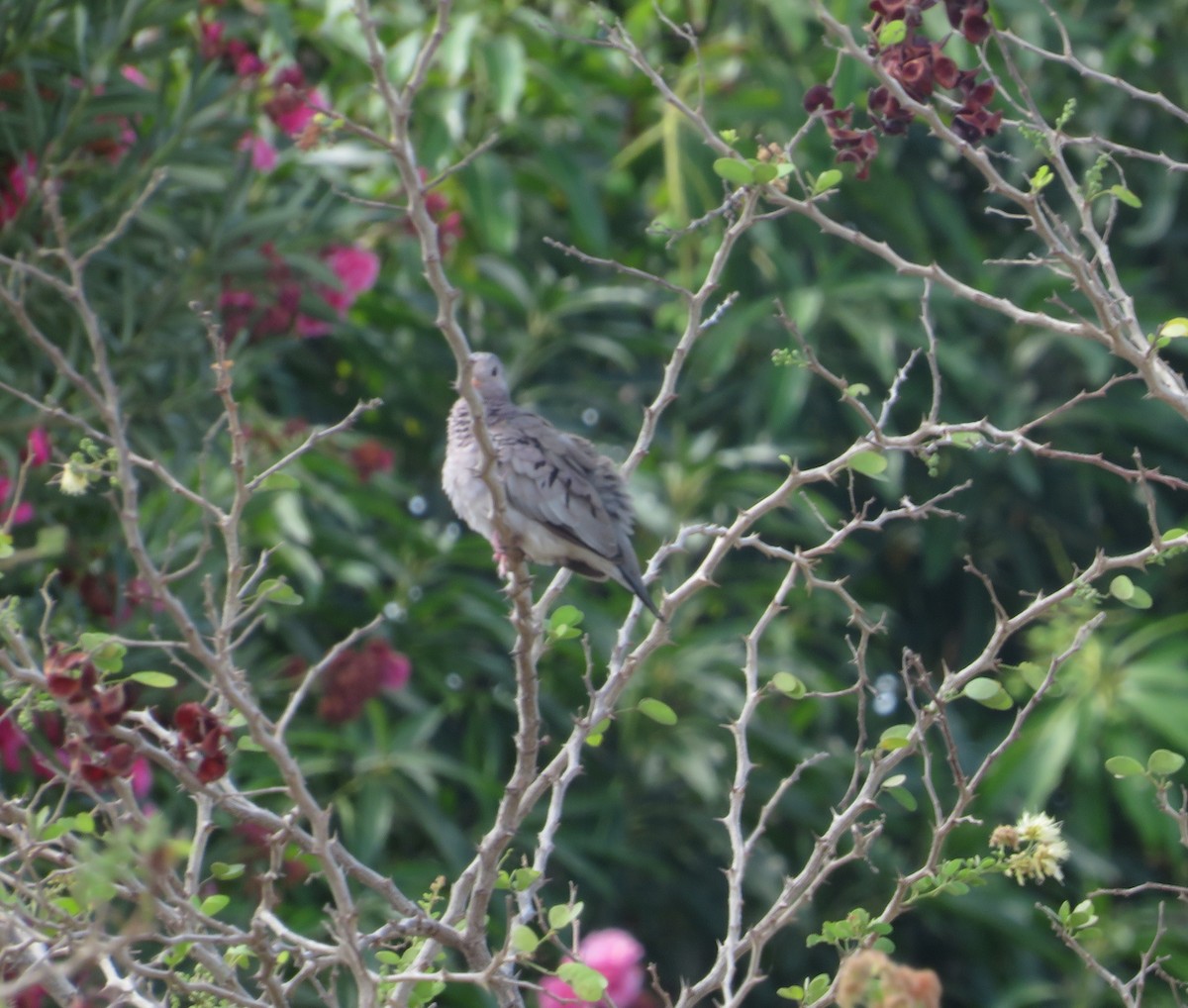 Common Ground Dove - ML640792320