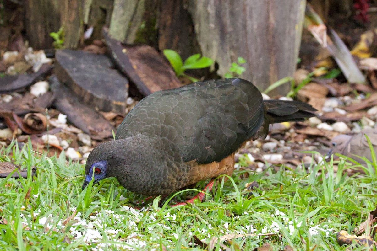 カマバネシャクケイ - ML640792335