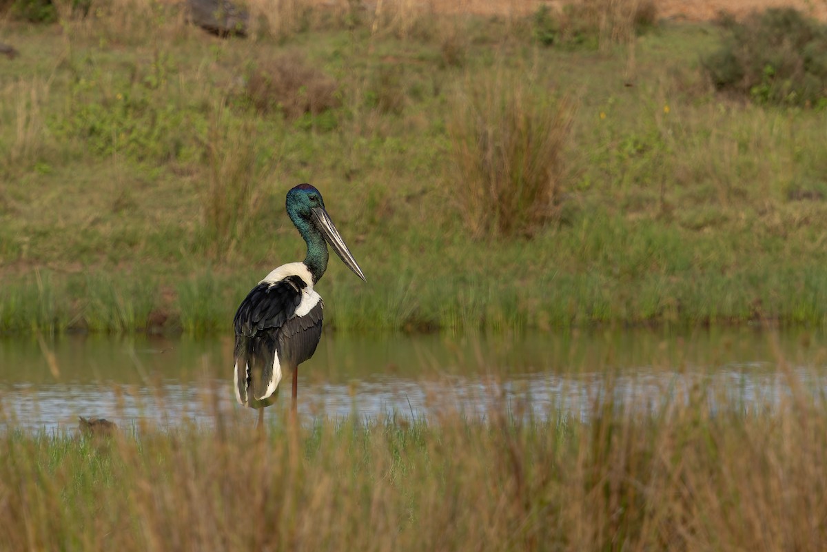 Black-necked Stork - ML640792348