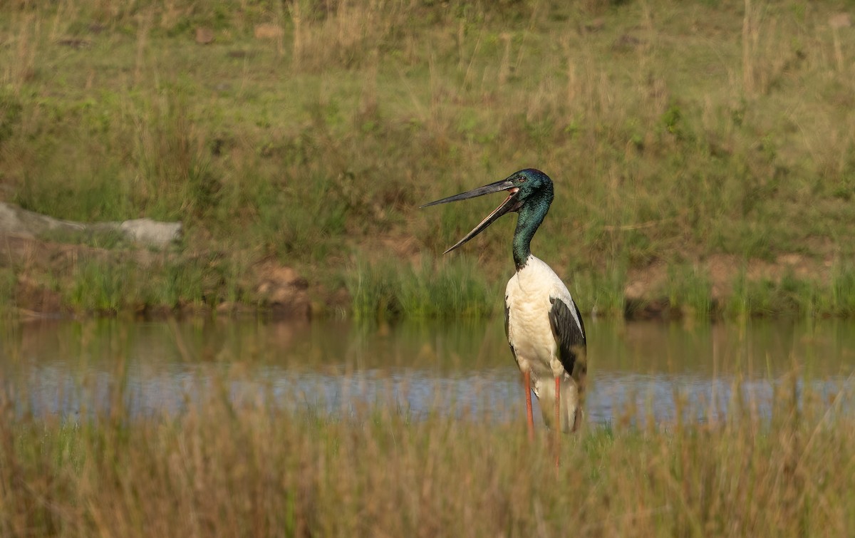 Black-necked Stork - ML640792358