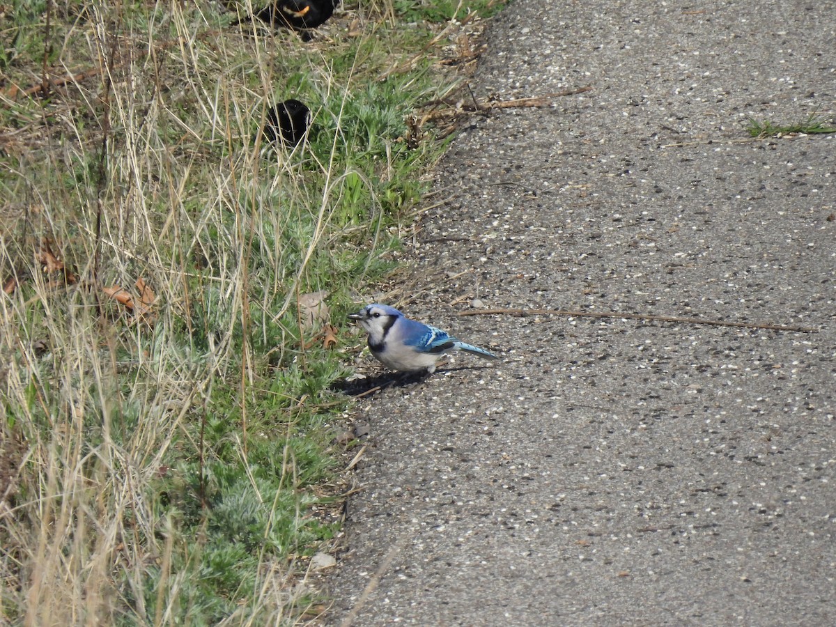 Blue Jay - ML640792383