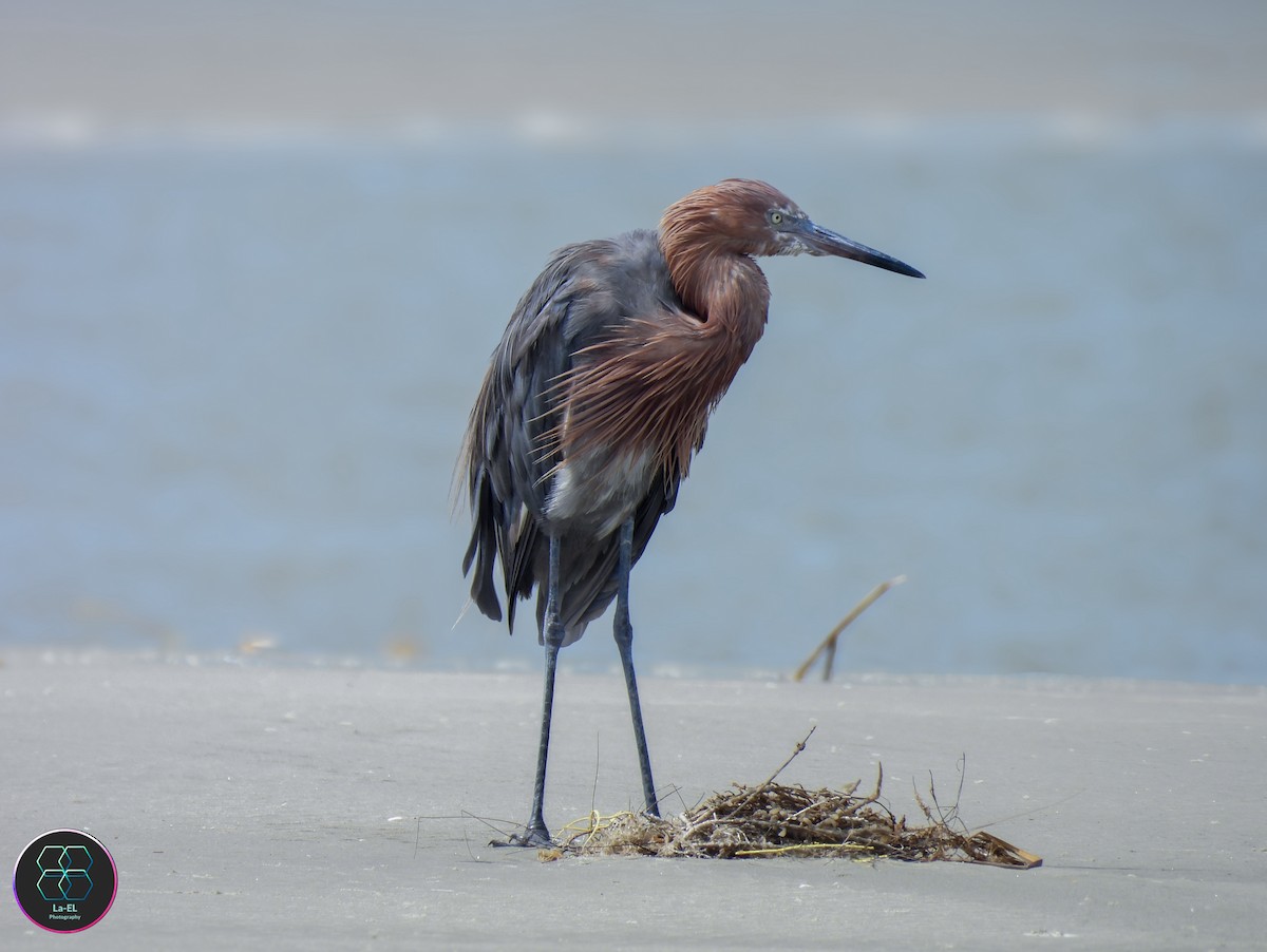 Reddish Egret - ML640792450