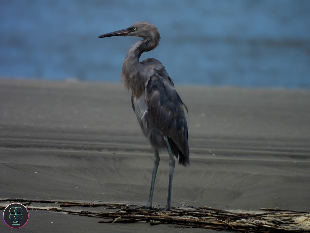 Reddish Egret - ML640792451