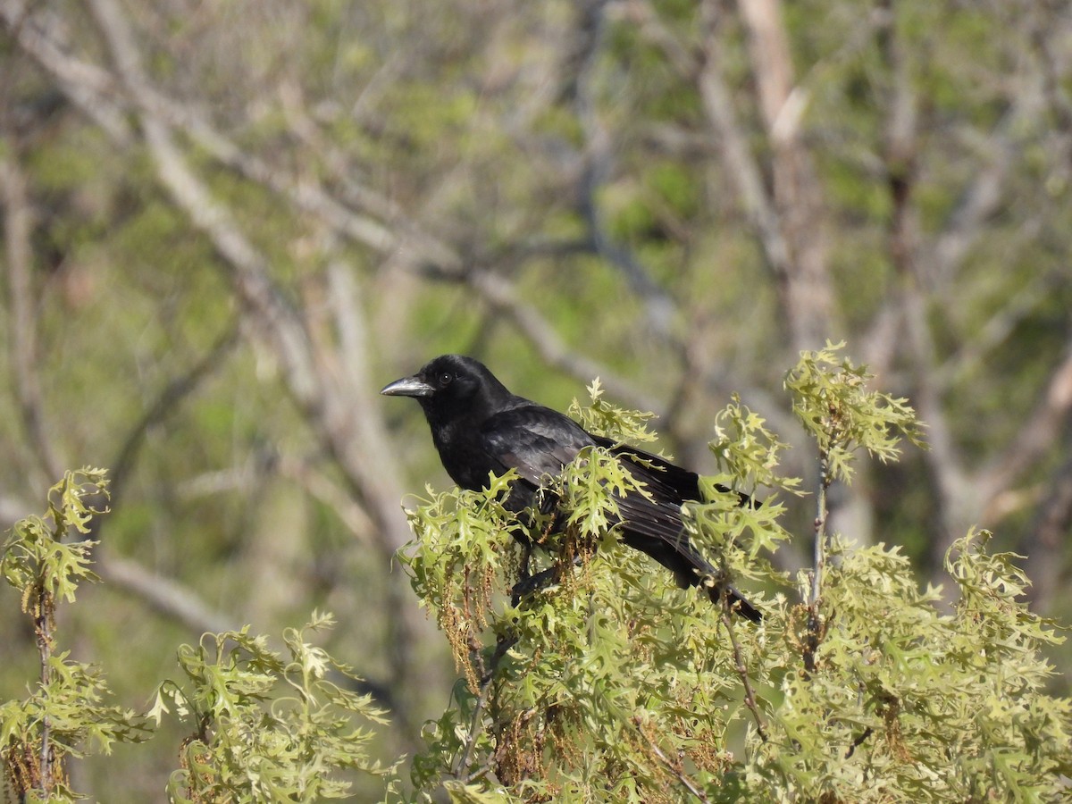 American Crow - ML640792457